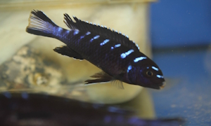 Chindongo sp. 'elongatus ruarwe' 